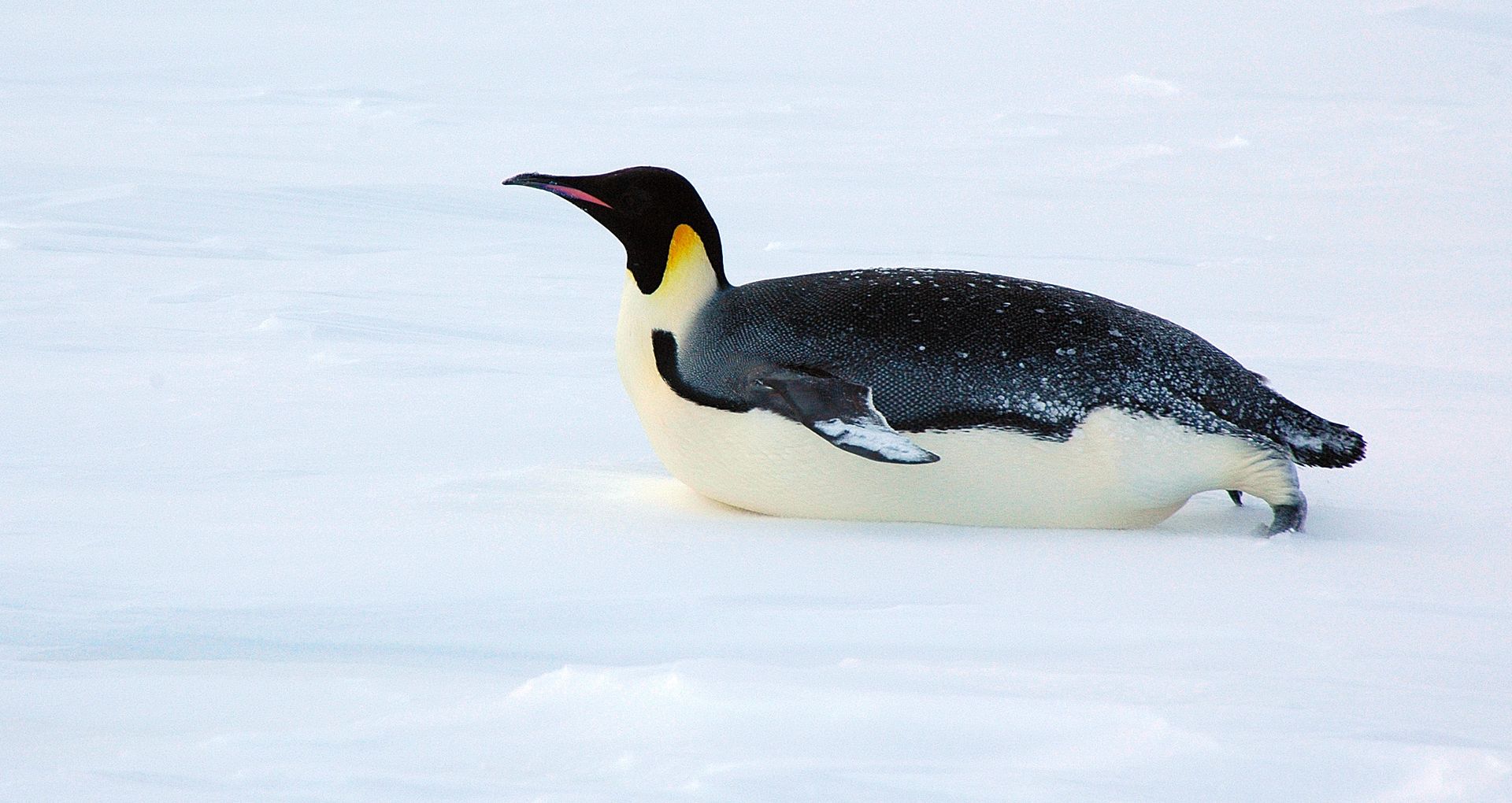 An emperor penguin lying on its belly on the snow at Snow Hill Island in the Weddell Sea