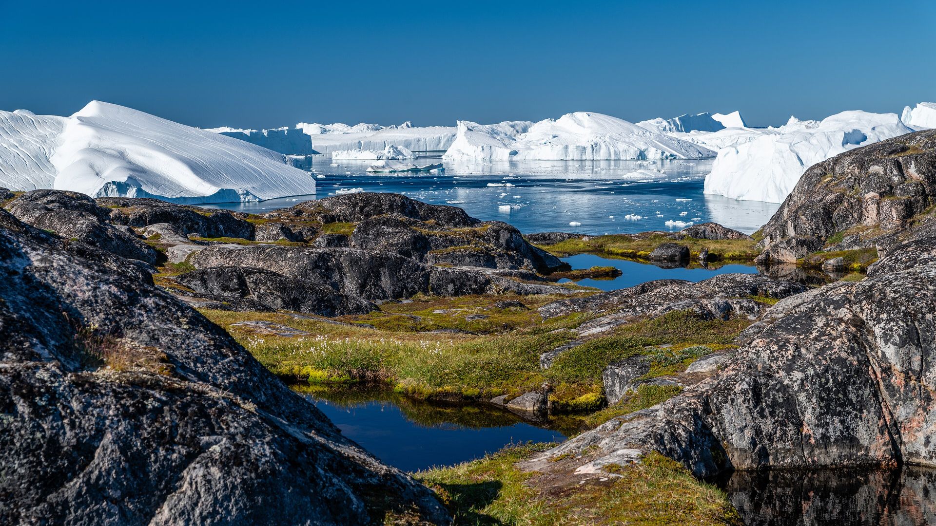 Huge icebergs in the Ilulissat Icefjord seen past dark rocks and green tundra with small pools