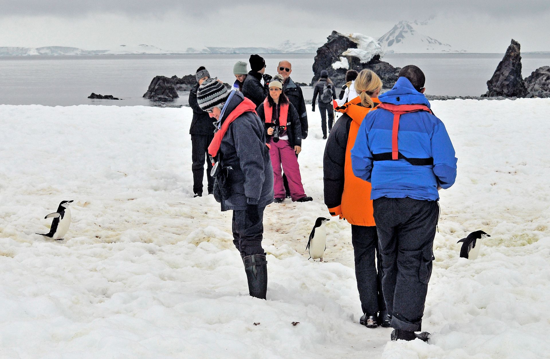Visitors standing aside to let chinstrap penguins pass on Half Moon Island in the South Shetland Islands