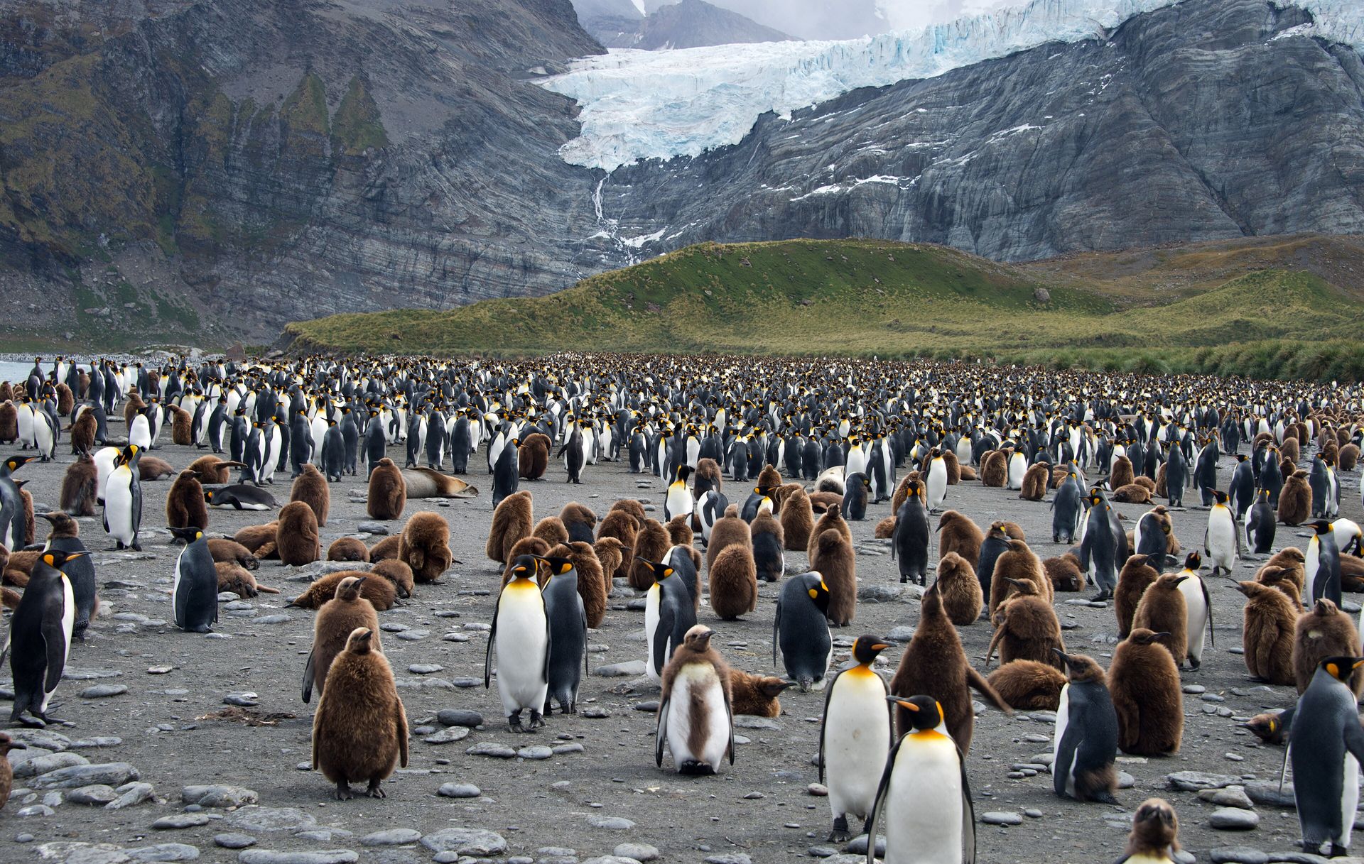 A king penguin colony with adults and brown chicks on the beach at Gold Harbour, South Georgia, below a hanging glacier