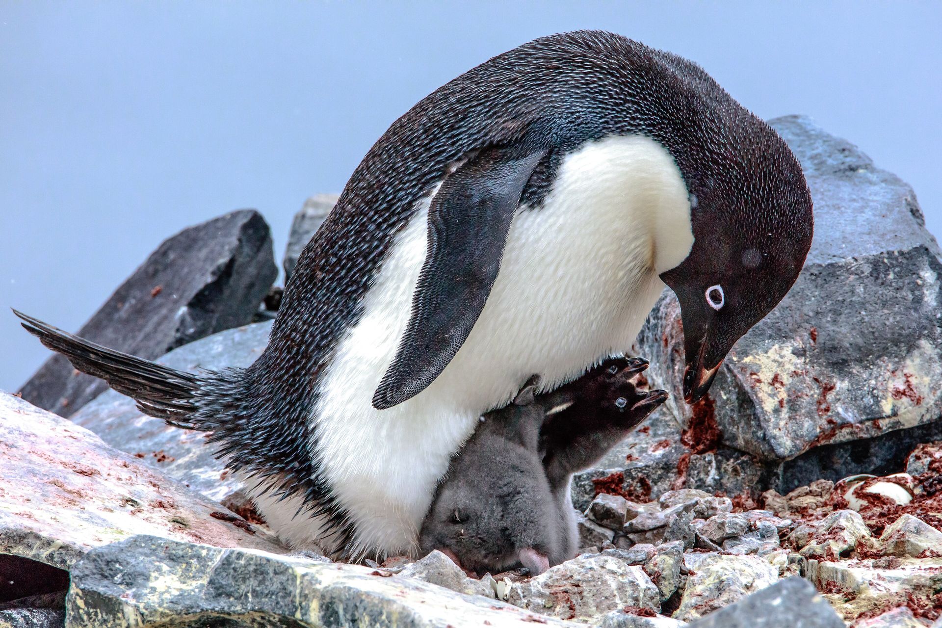 An adult Adélie penguin, with the white ring around its eye, standing over two small gray chicks on a stony nest on Paulet Island