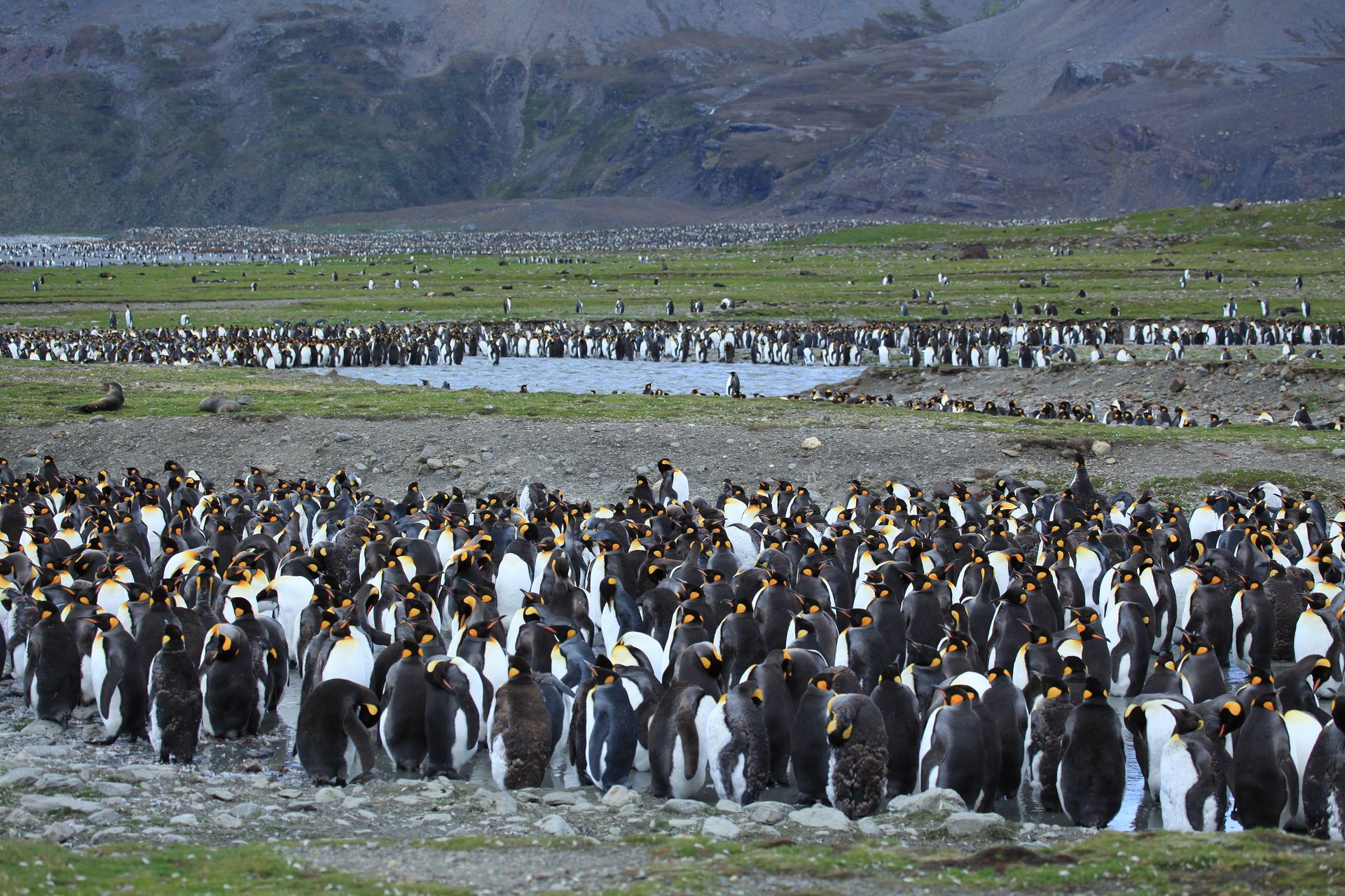 Thousands of king penguins packed on the outwash plain at St Andrews Bay, South Georgia, below bare mountains
