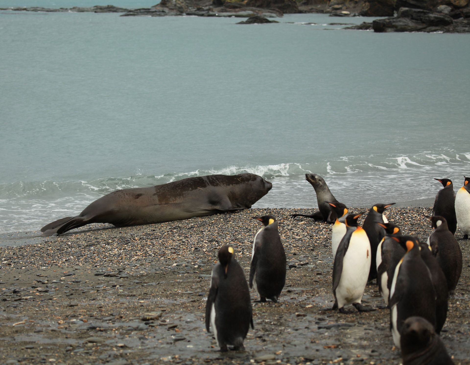 A southern elephant seal and Antarctic fur seals on the beach beside king penguins at Moltke Harbour, South Georgia
