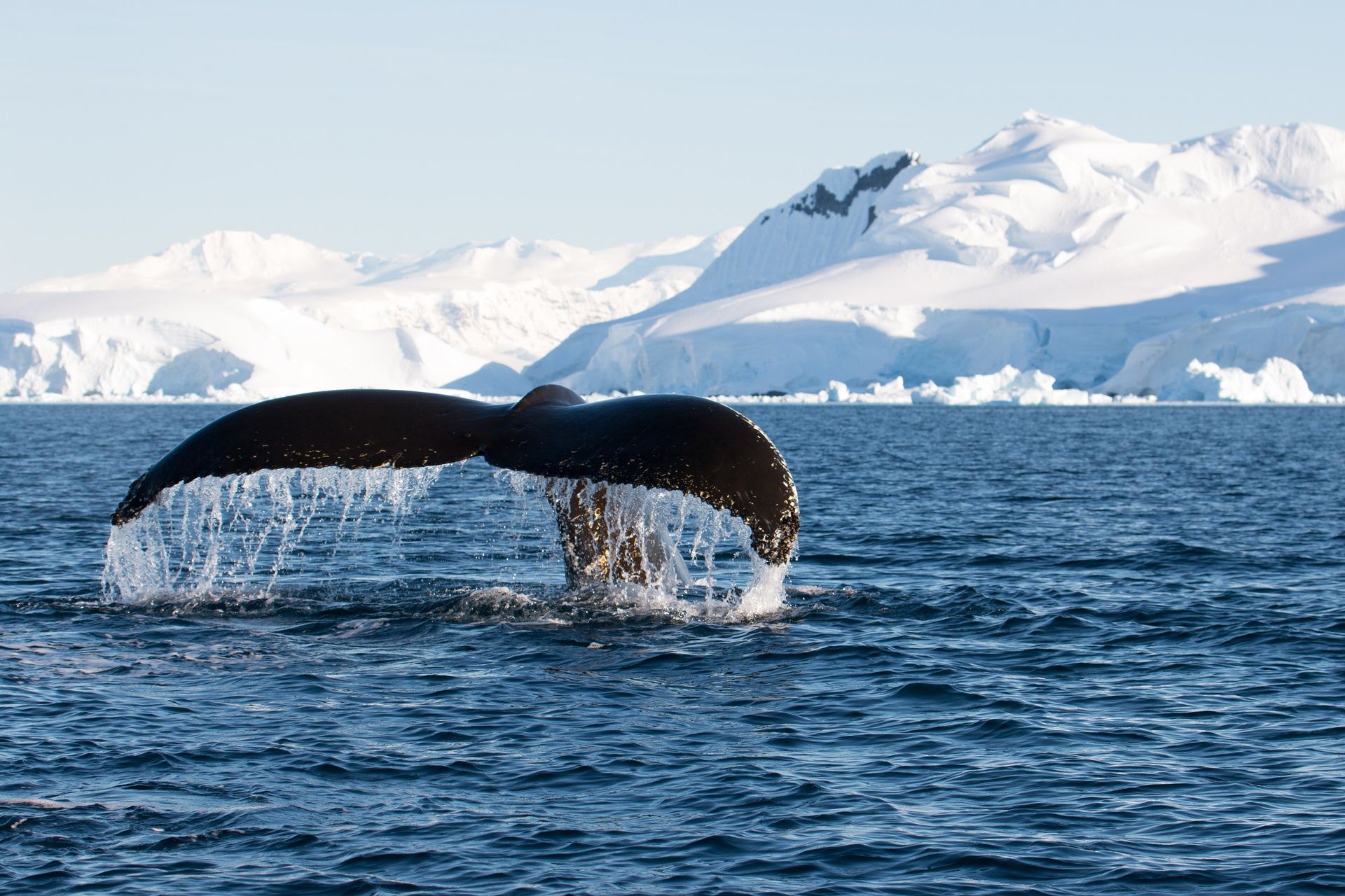 A humpback whale's tail fluke above the water in front of snow-covered mountains in Wilhelmina Bay, Antarctica