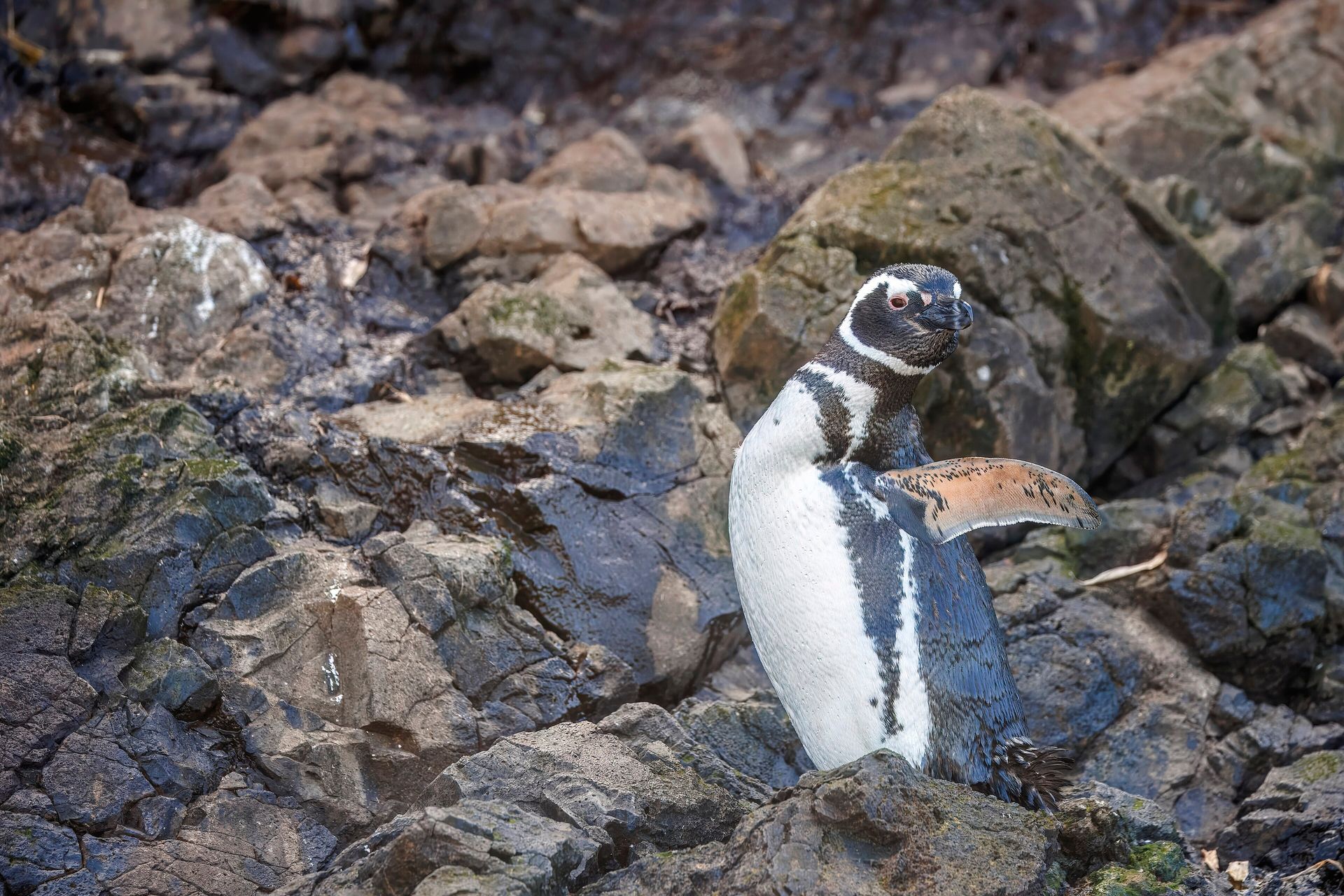 An adult Magellanic penguin with black and white bands on its head and breast and pink skin around the eye, standing on rocks at Puñihuil on Chiloé Island, Chile