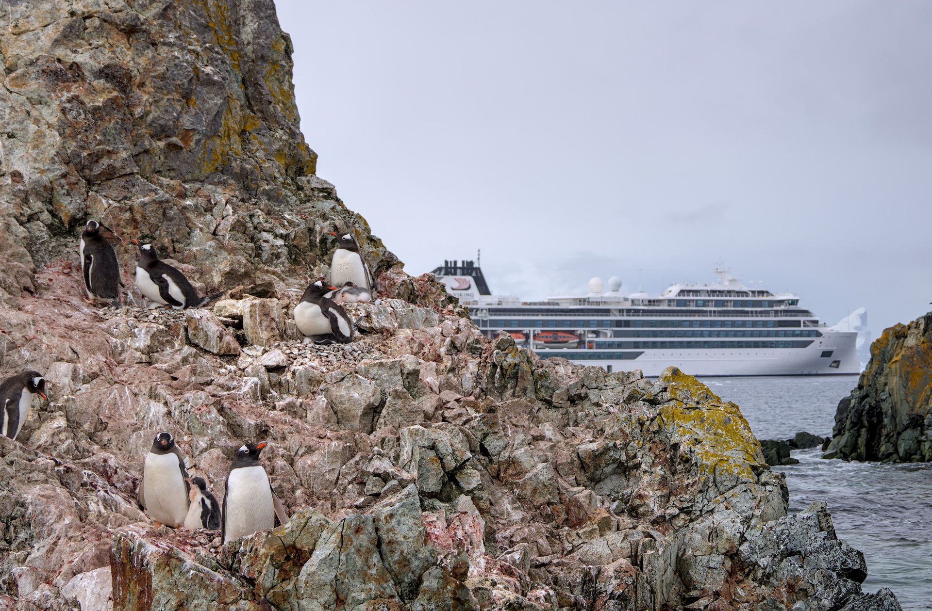 Gentoo penguins nesting on rocks at Penguin Point on Galindez Island, Antarctica, with an expedition ship anchored offshore