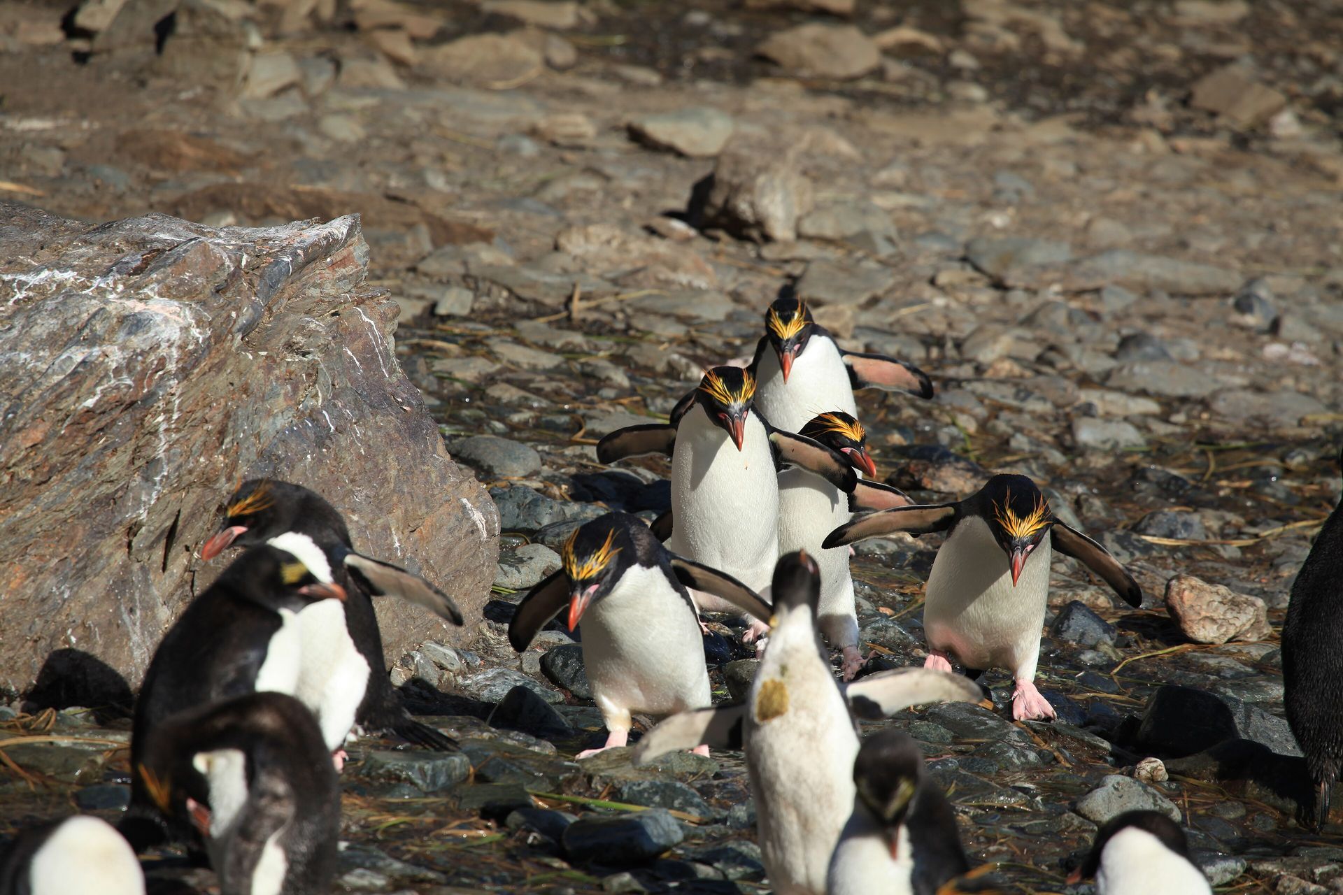 A group of macaroni penguins with golden-orange crests walking down a stony slope at Cooper Bay, South Georgia