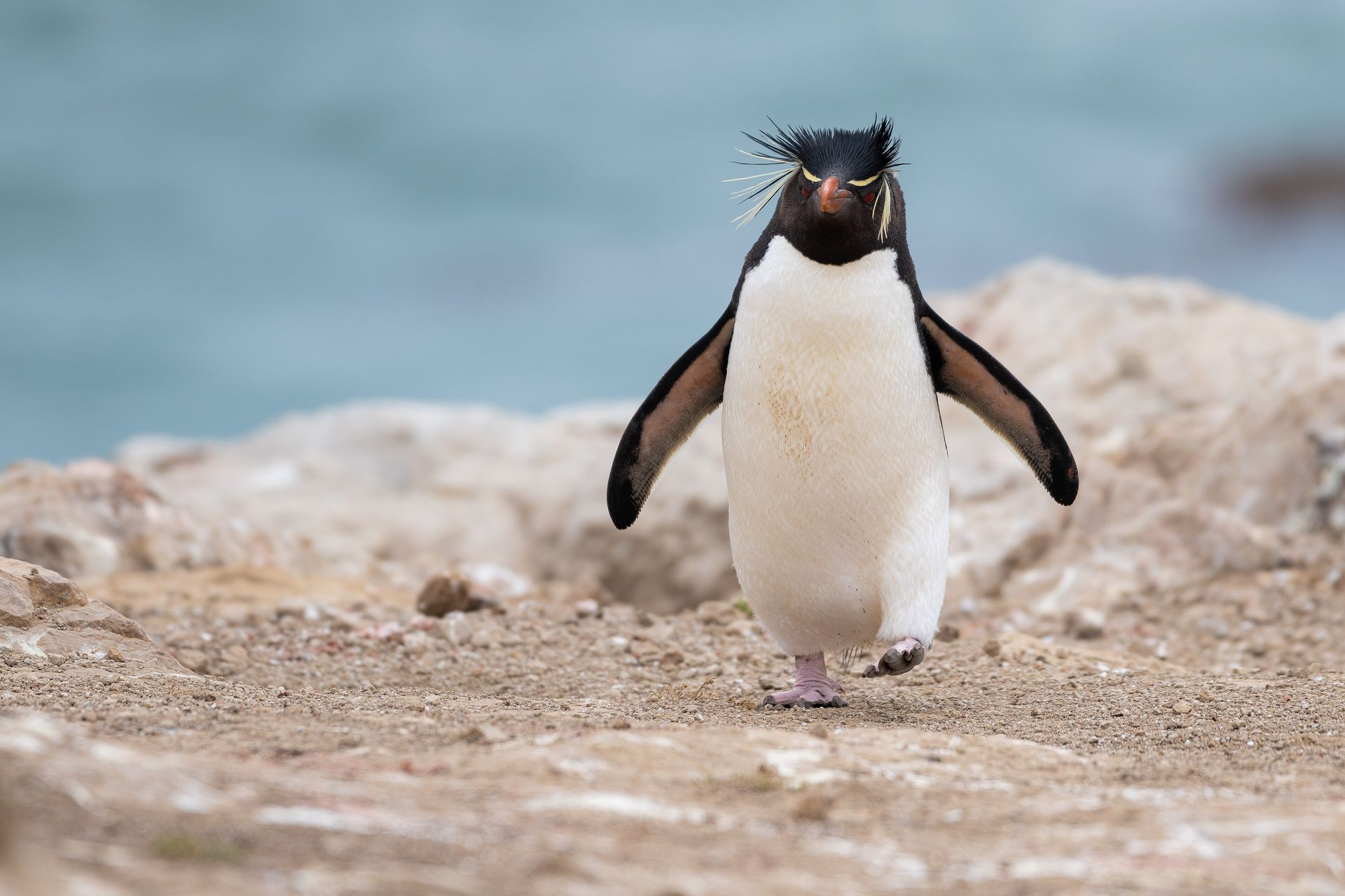 A southern rockhopper penguin with red eyes and spiky yellow eyebrow plumes walking toward the camera on Pebble Island in the Falklands