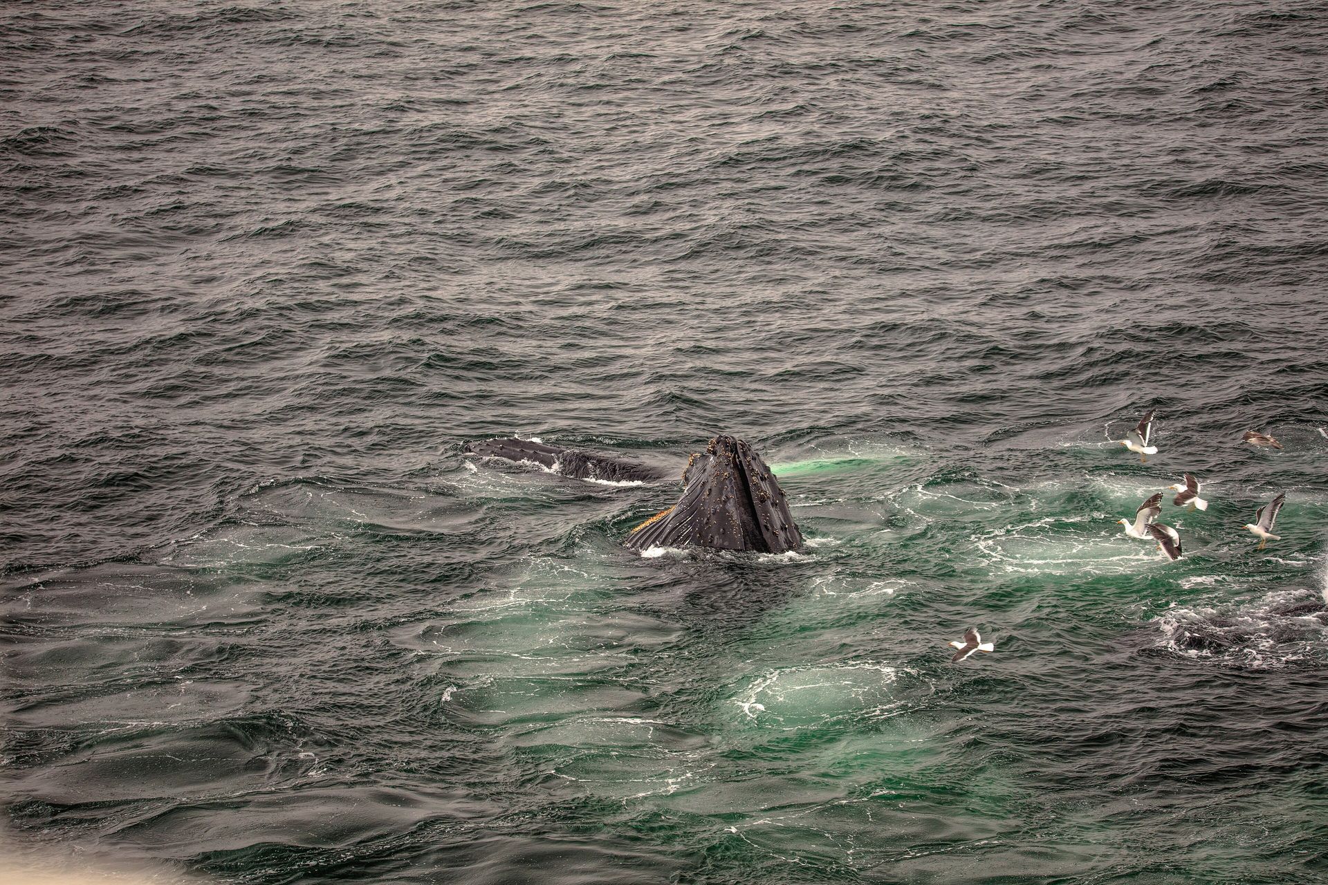 A humpback whale lunge-feeding at the surface of the Gerlache Strait, Antarctic Peninsula, with seabirds nearby