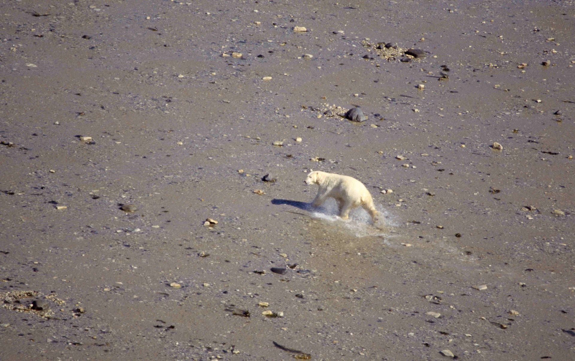 A polar bear runs through a shallow pond in Wapusk National Park, Manitoba, in early July