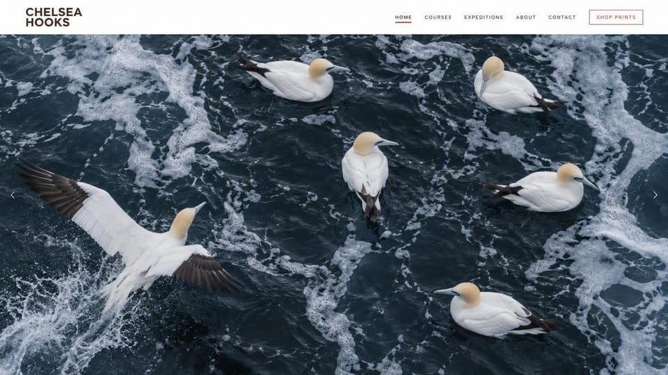 Photography website design, wildlife photography with expeditions: white header with a red shop prints button above a full-width photo of gannets on dark foamy water