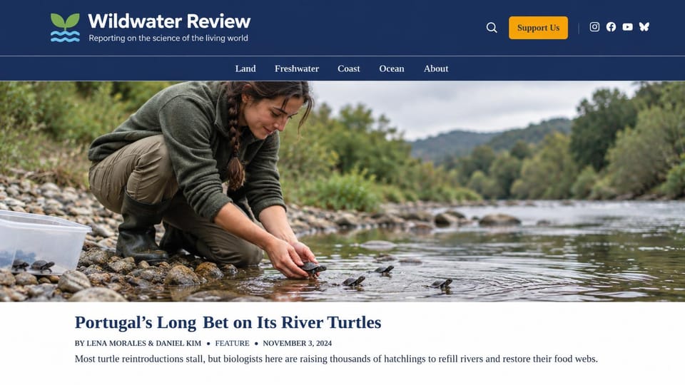 News and magazine website design, nature science magazine with a riverside feature: navy header with a sprout and waves logo, a yellow support button and small social icons, a biologist releasing turtle hatchlings into a river, a navy serif headline below