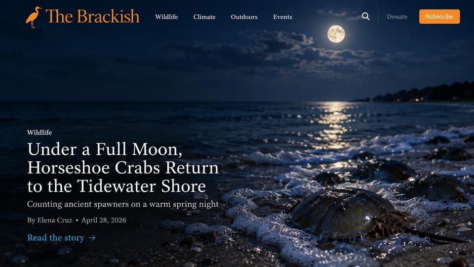 News and magazine website design, coastal nature magazine at night: full-screen moonlit beach with horseshoe crabs in the surf, an orange heron logo and serif name, an orange subscribe button, a large white serif headline at lower left