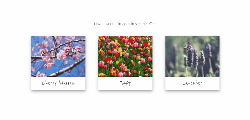 HTML <figure> & <figcaption> with CSS - Picture Cards Figure & Figcaption